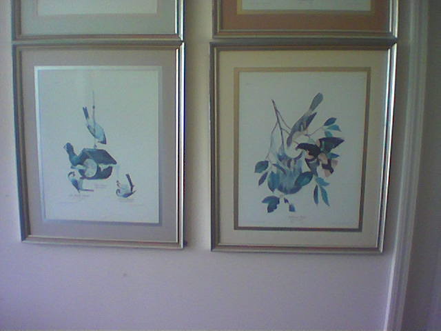 Bird Prints bottom
