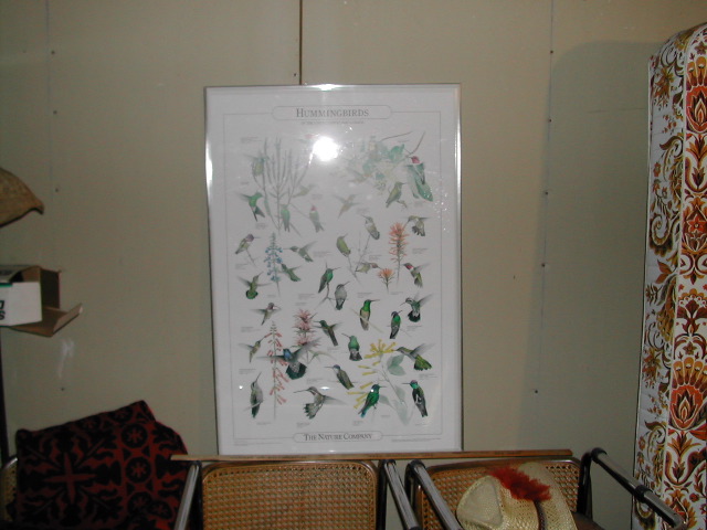 Hummingbirds